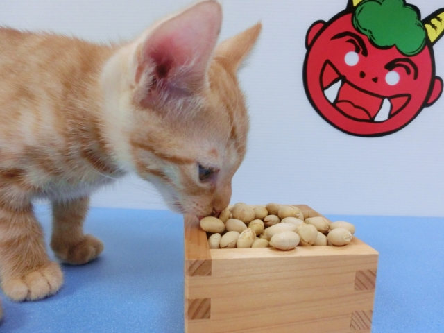 福豆を食べる猫