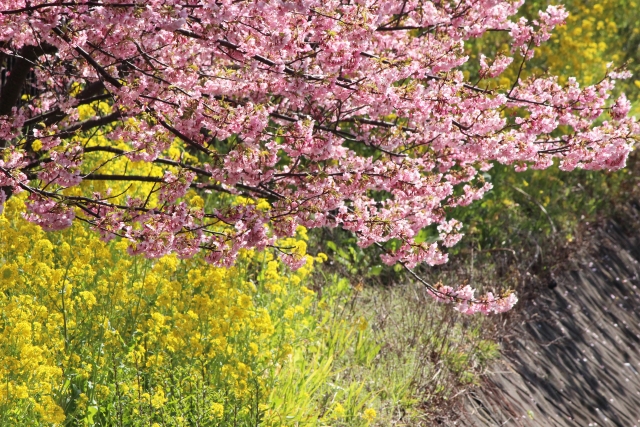 桜と菜の花
黄色とピンク
コントラストが美しい
