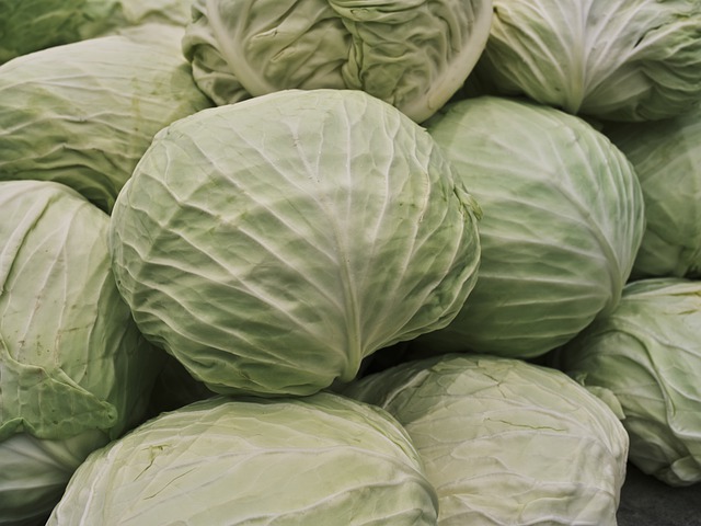 キャベツ　集団　冬cabbage