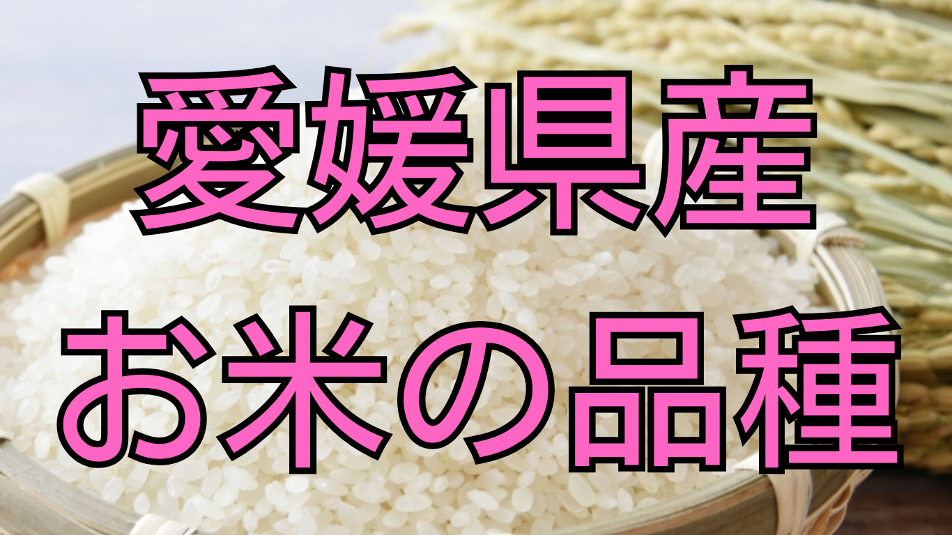 愛媛県産お米の品種